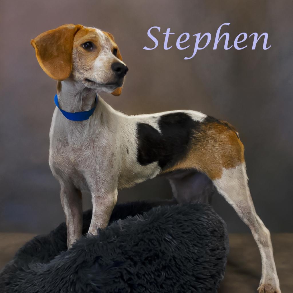 Stephen D24-118, an adoptable Foxhound in Lebanon, TN, 37087 | Photo Image 4