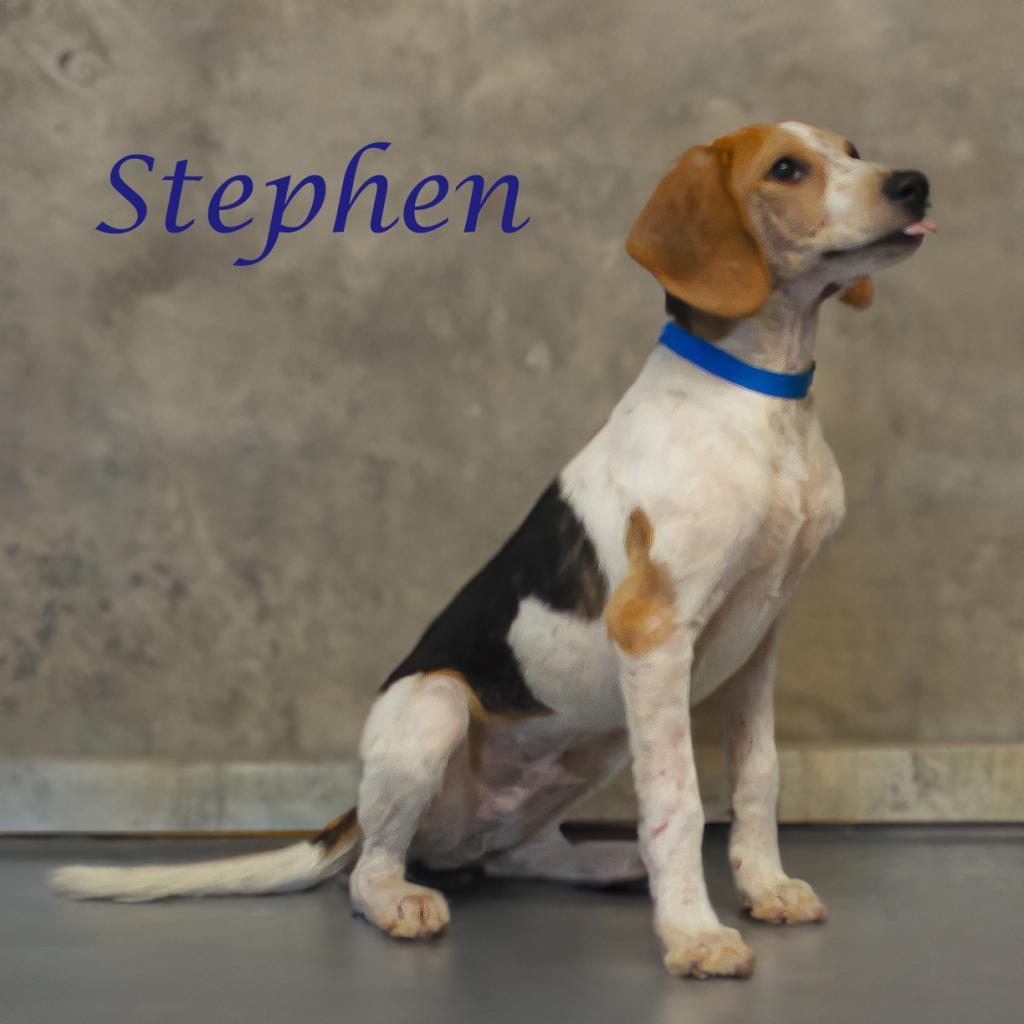 Stephen D24-118, an adoptable Foxhound in Lebanon, TN, 37087 | Photo Image 5