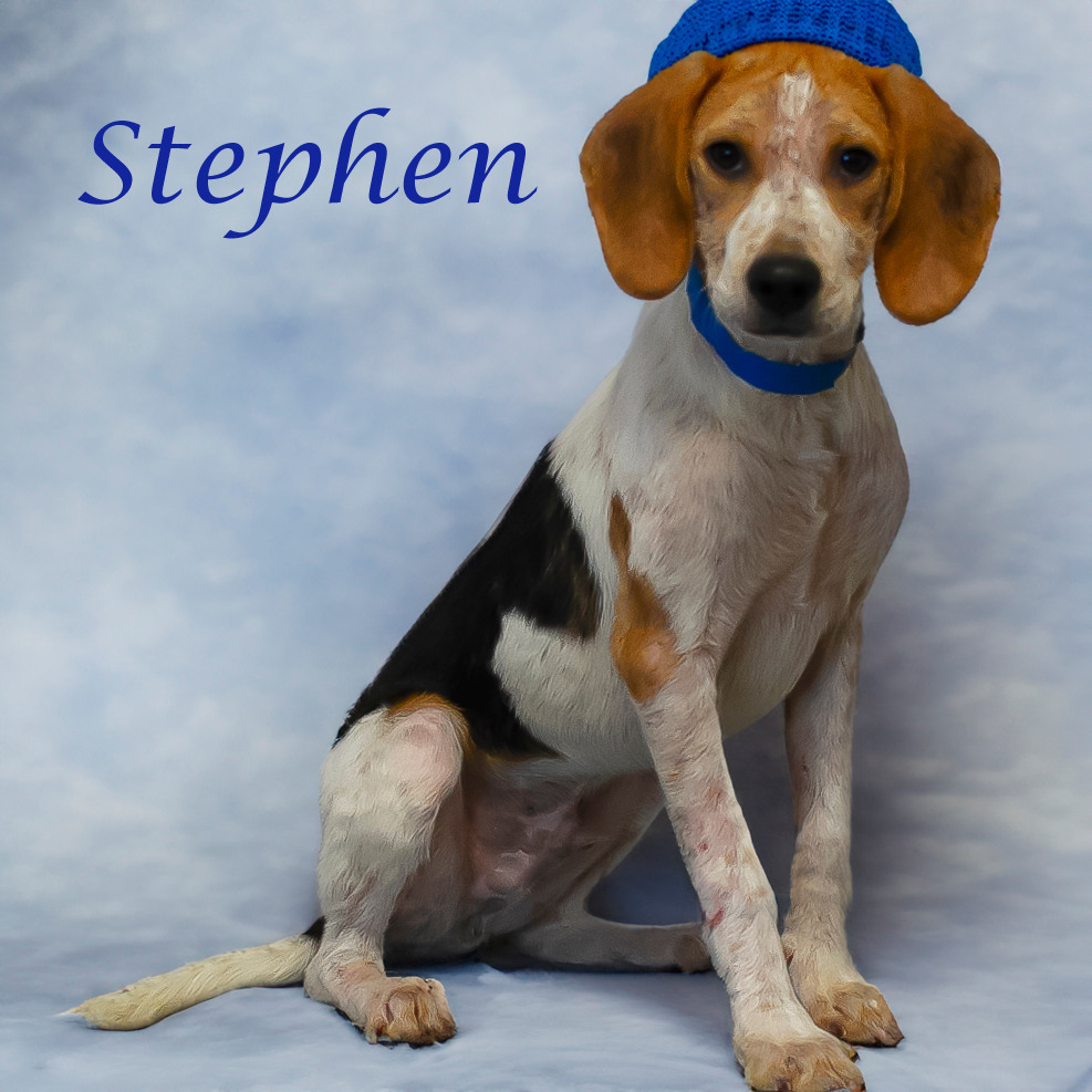 Stephen D24-118, an adoptable Foxhound in Lebanon, TN, 37087 | Photo Image 6