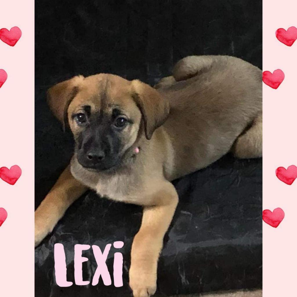 Lexi