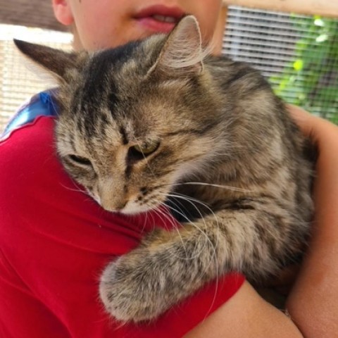 Mrs. Jenkins, an adoptable Domestic Medium Hair in Talent, OR, 97540 | Photo Image 1