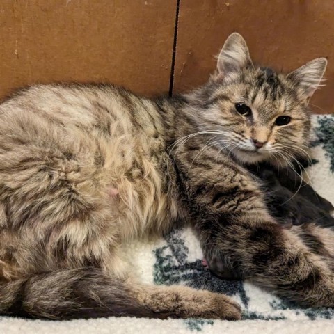 Mrs. Jenkins, an adoptable Domestic Medium Hair in Talent, OR, 97540 | Photo Image 2