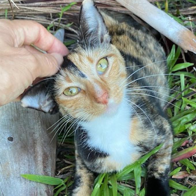 Jolene, an adoptable Domestic Short Hair in Volcano, HI, 96785 | Photo Image 1