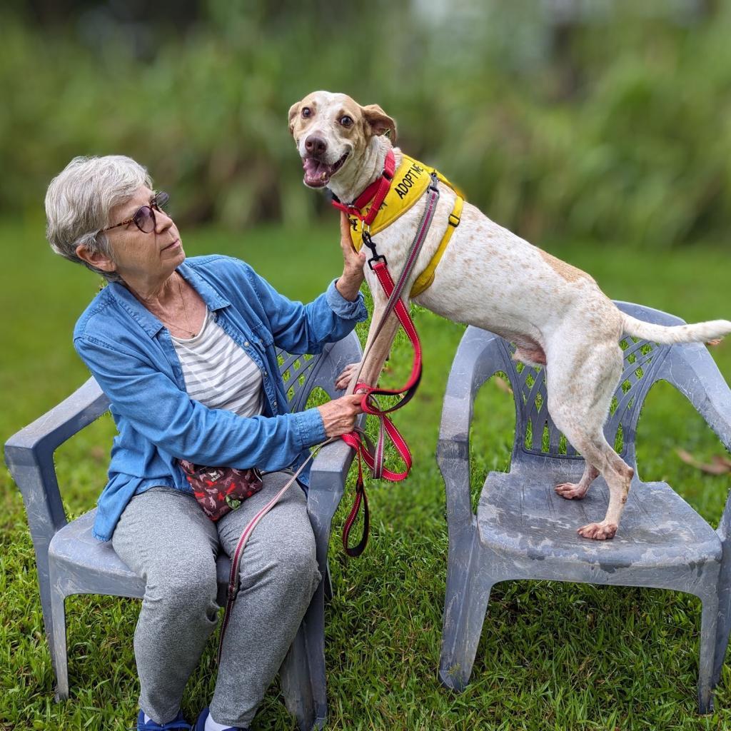 Flint (COH-A-9614), an adoptable Mixed Breed in Volcano, HI, 96785 | Photo Image 4