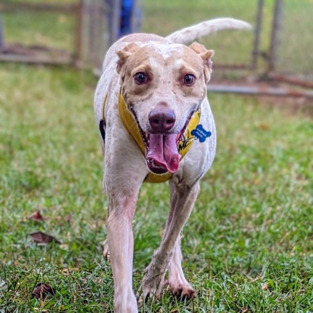 Flint (COH-A-9614), an adoptable Mixed Breed in Volcano, HI, 96785 | Photo Image 5