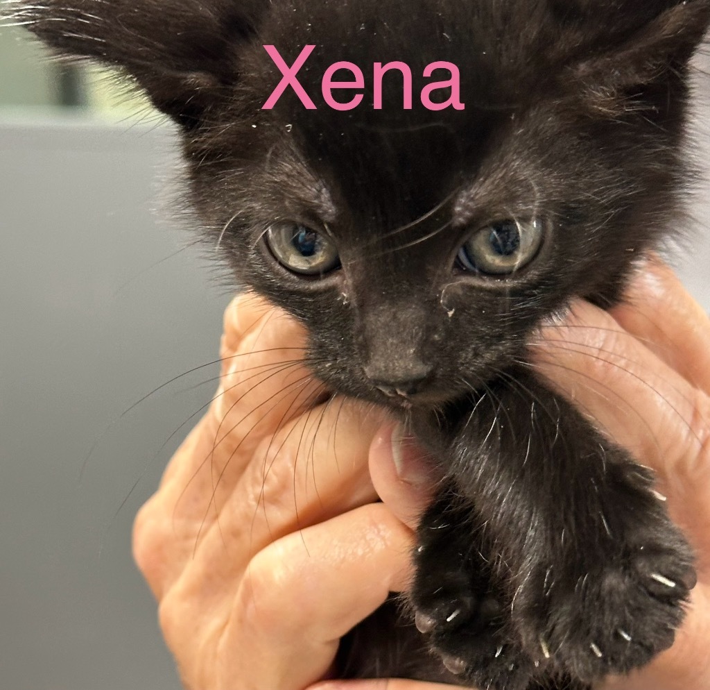 Xena