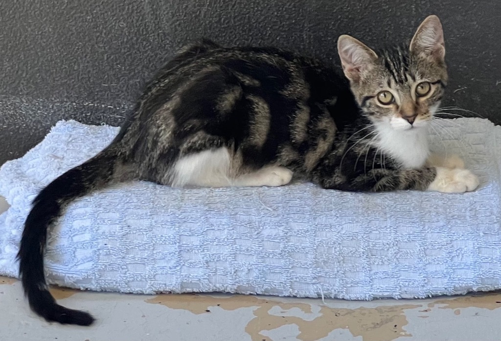 Nicole, an adoptable Domestic Medium Hair in Saint Francisville, LA, 70775 | Photo Image 1