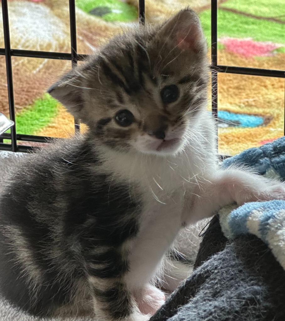 Nicole, an adoptable Domestic Medium Hair in Saint Francisville, LA, 70775 | Photo Image 2