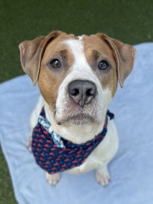 Murphy, Adult Male Pit Bull Terrier