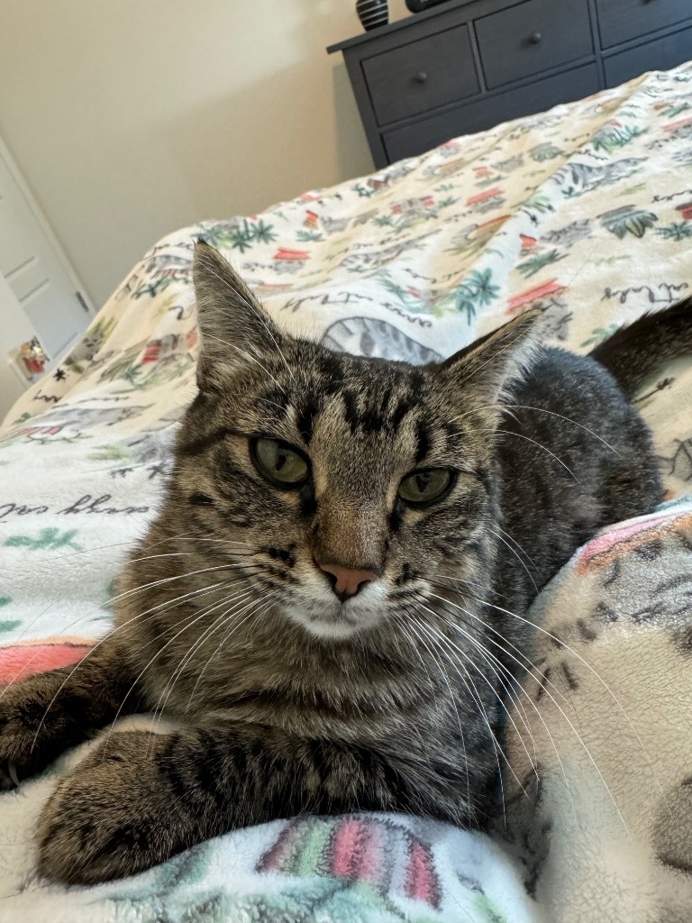 Stella 2, an adoptable Domestic Short Hair in Fort Lupton, CO, 80621 | Photo Image 1