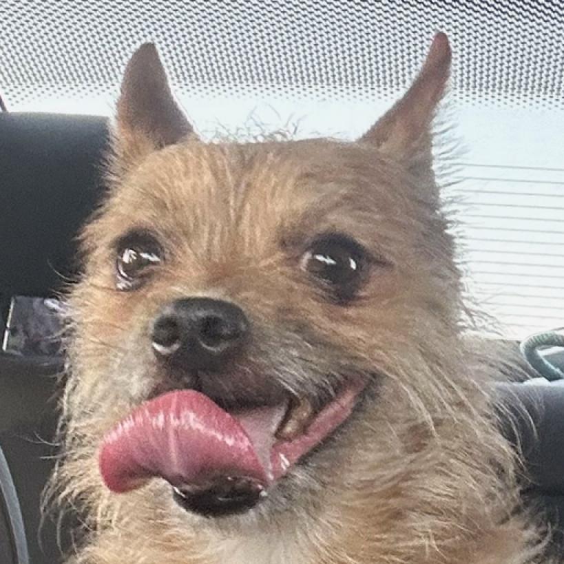 Rocky, an adoptable Cairn Terrier in Grass Valley, CA, 95945 | Photo Image 1