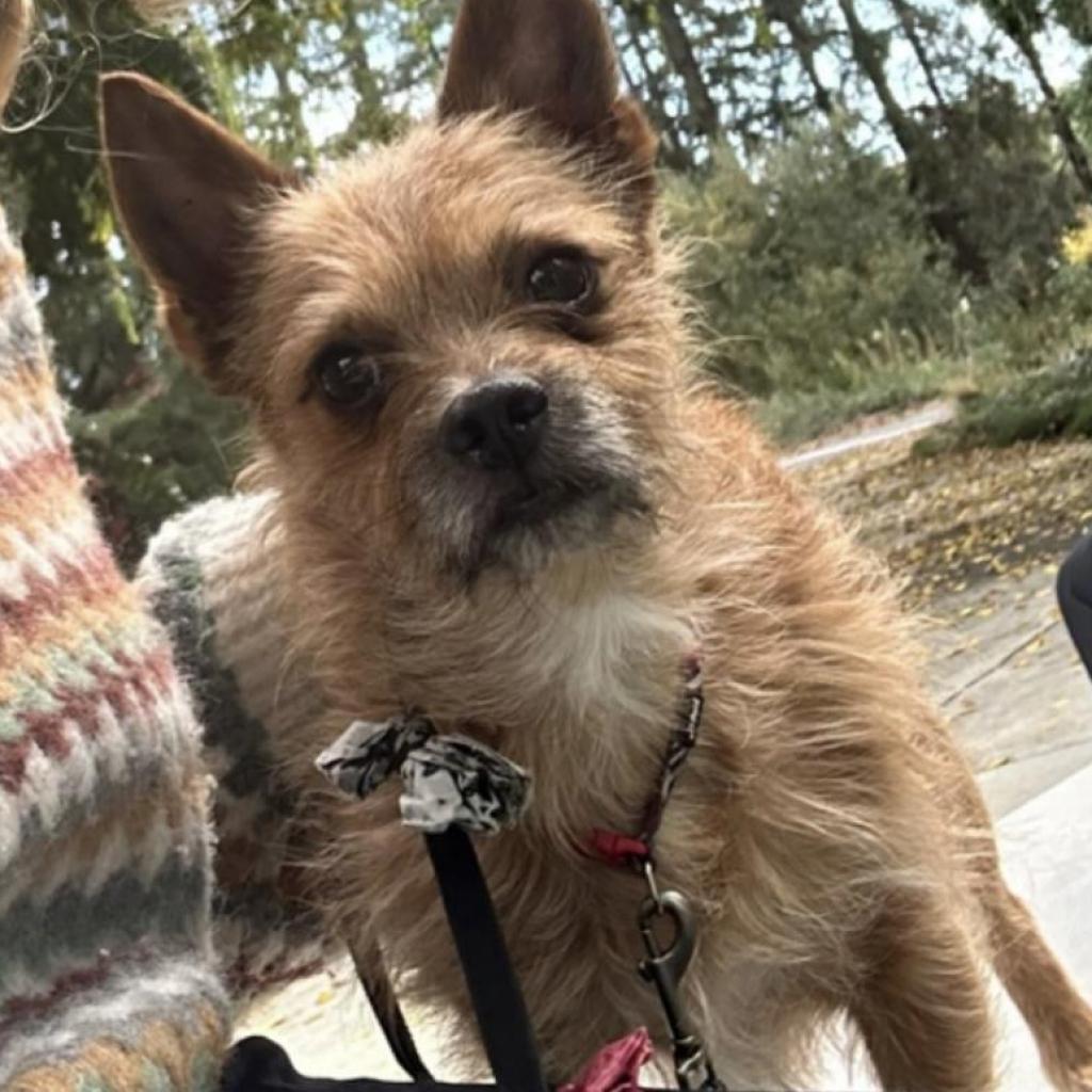 Rocky, an adoptable Cairn Terrier in Grass Valley, CA, 95945 | Photo Image 2