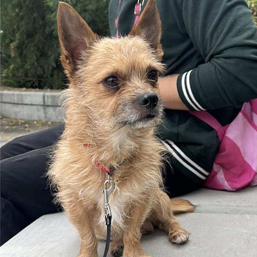 Rocky, an adoptable Cairn Terrier in Grass Valley, CA, 95945 | Photo Image 3