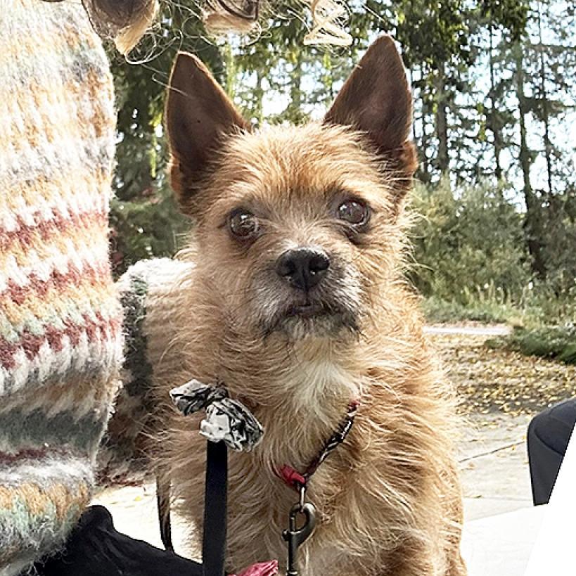 Rocky, an adoptable Cairn Terrier in Grass Valley, CA, 95945 | Photo Image 4