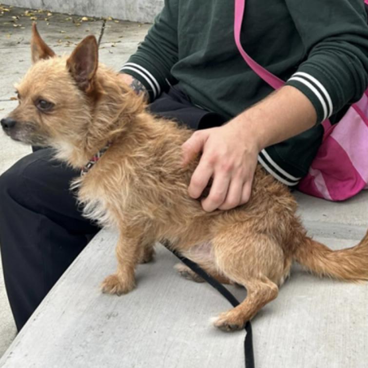 Rocky, an adoptable Cairn Terrier in Grass Valley, CA, 95945 | Photo Image 5