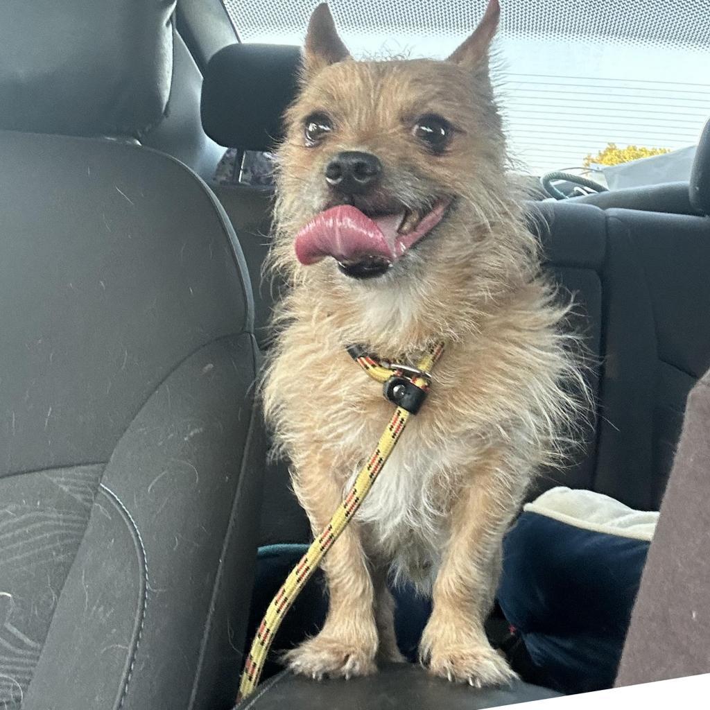 Rocky, an adoptable Cairn Terrier in Grass Valley, CA, 95945 | Photo Image 6