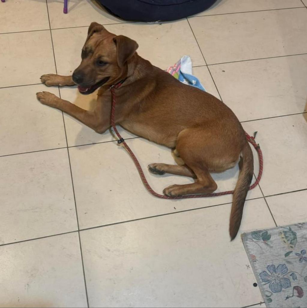 Ryder, an adoptable Rhodesian Ridgeback in Grass Valley, CA, 95945 | Photo Image 1