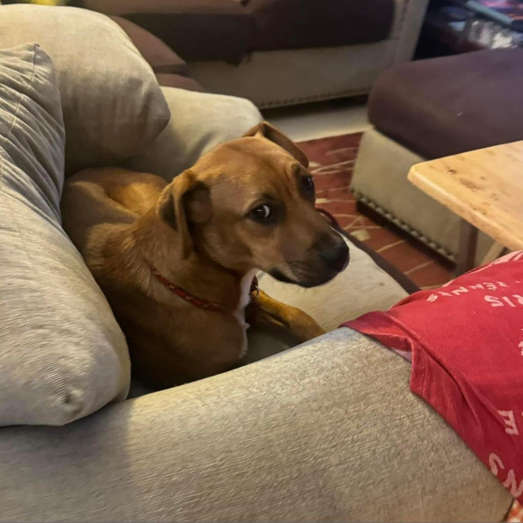 Ryder, an adoptable Rhodesian Ridgeback in Grass Valley, CA, 95945 | Photo Image 2