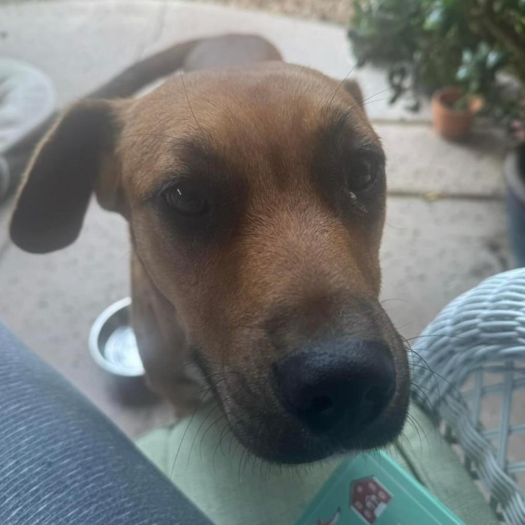 Ryder, an adoptable Rhodesian Ridgeback in Grass Valley, CA, 95945 | Photo Image 3