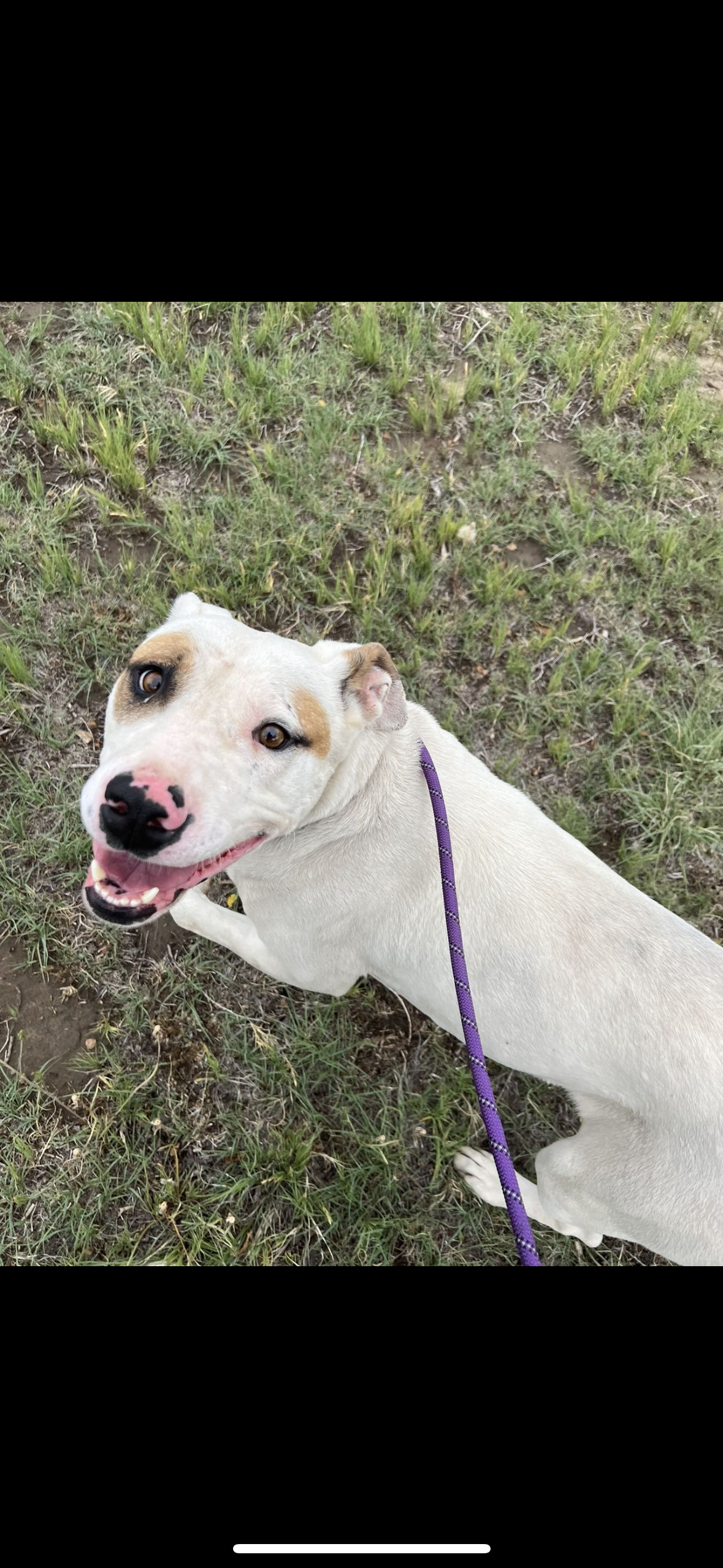 Mango, an adoptable Pit Bull Terrier in Las Vegas, NM, 87701 | Photo Image 1