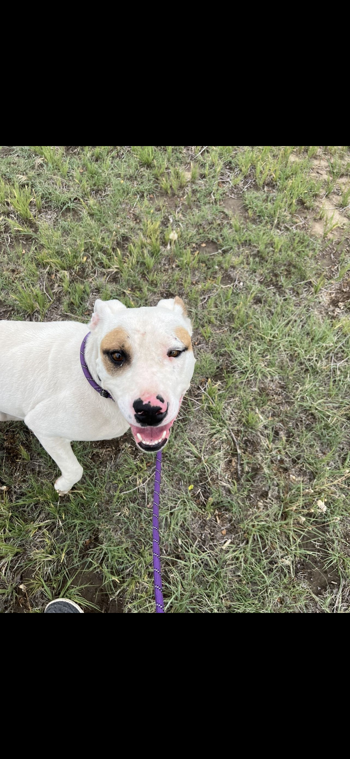 Mango, an adoptable Pit Bull Terrier in Las Vegas, NM, 87701 | Photo Image 2