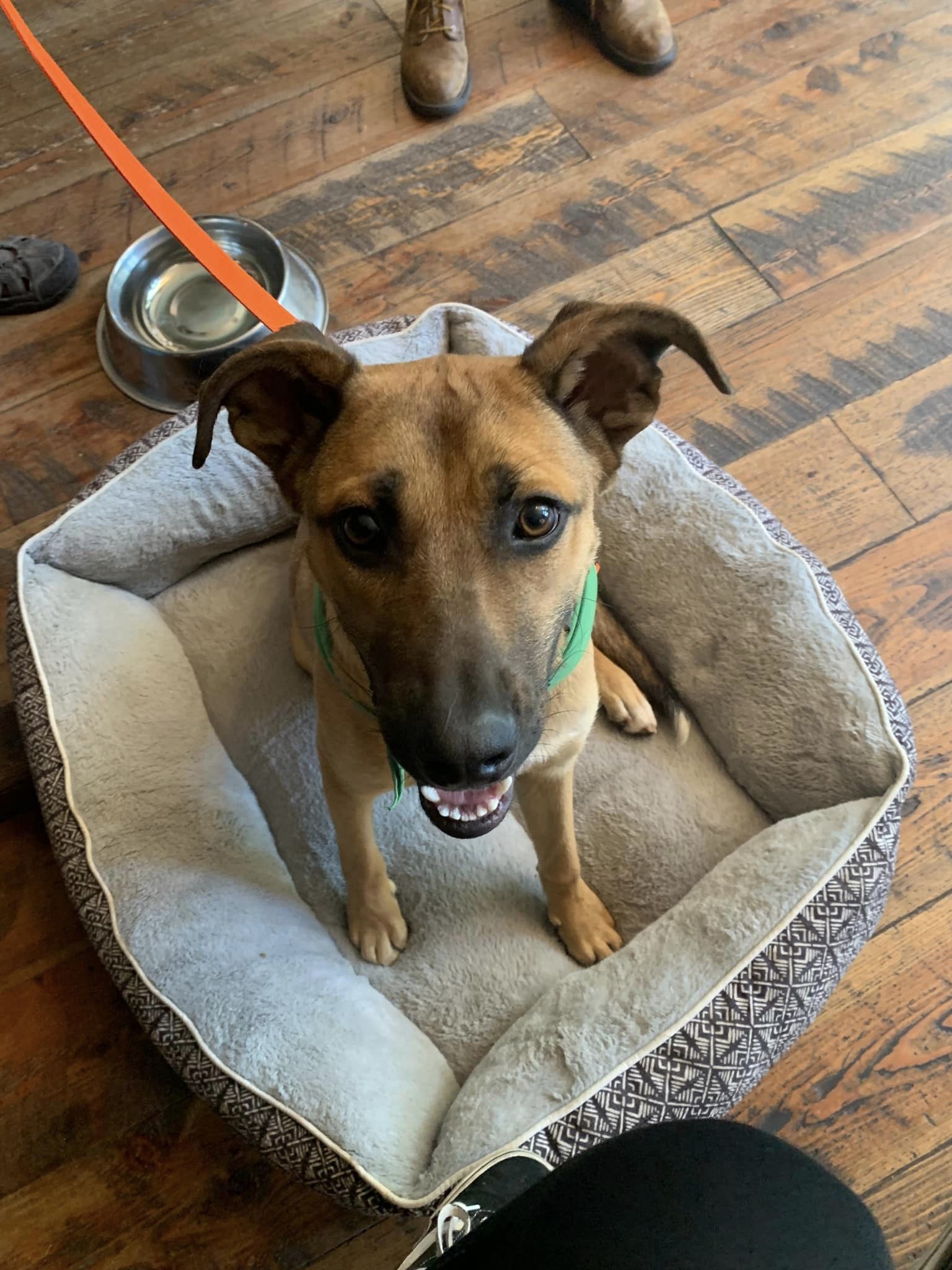 Jakey, an adoptable Hound in Las Vegas, NM, 87701 | Photo Image 1