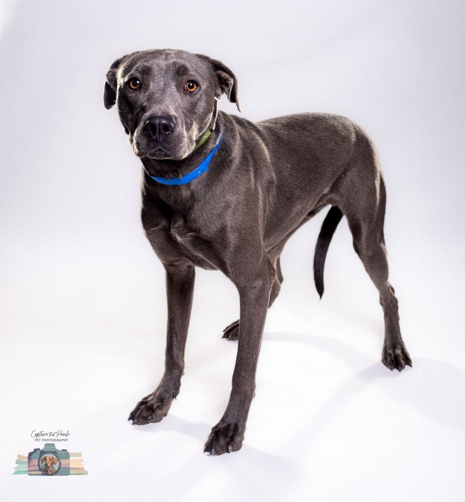 Bruno, an adoptable Affenpinscher in El Paso, TX, 79906 | Photo Image 1