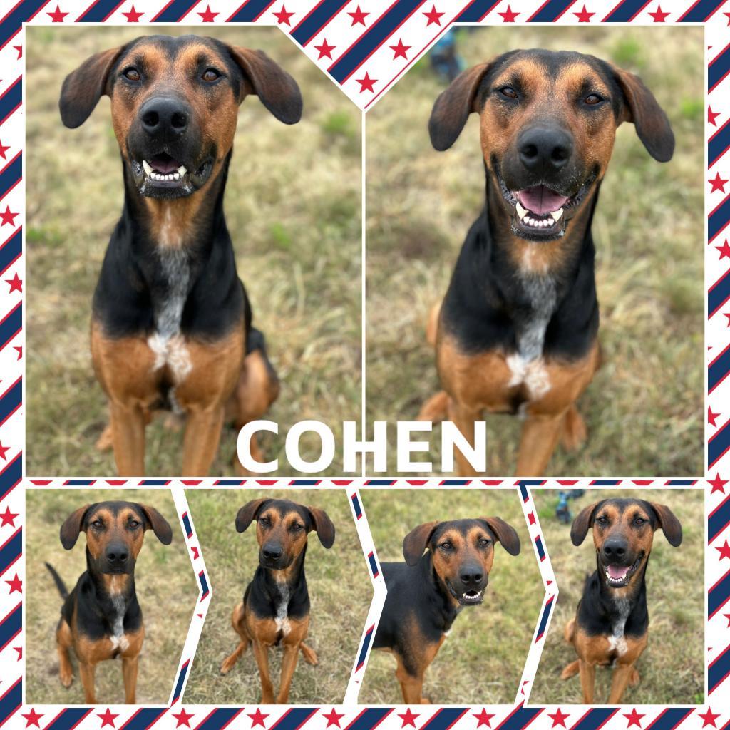 Cohen