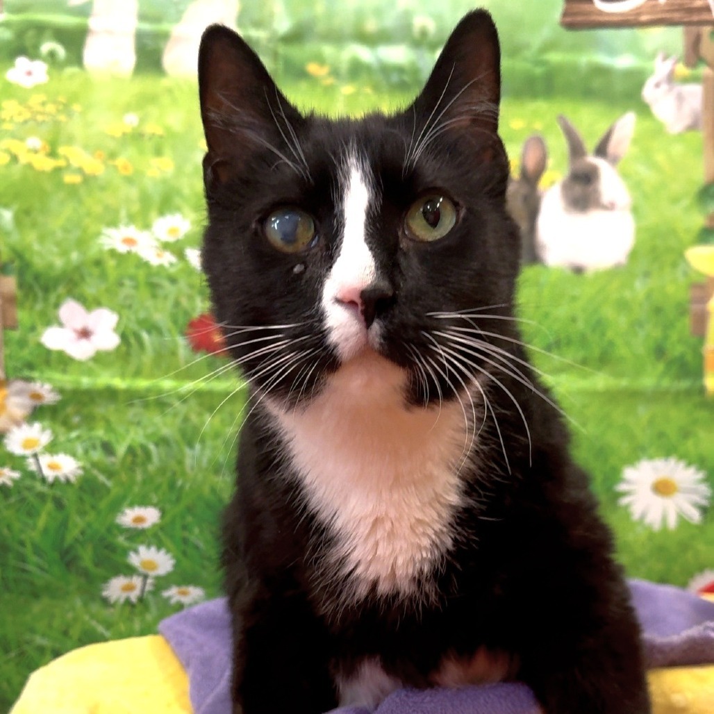 Gus, an adoptable American Shorthair, Manx in Waldorf, MD, 20604 | Photo Image 1