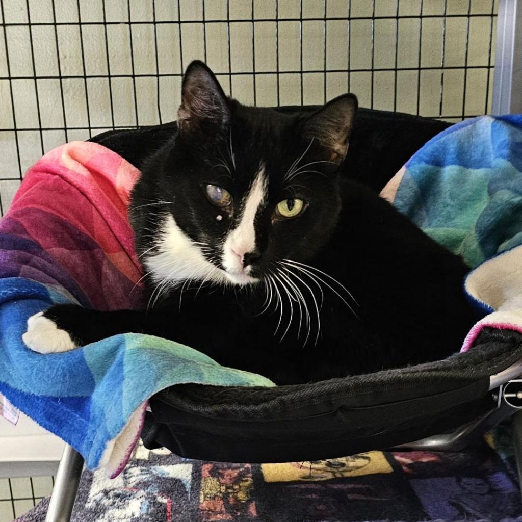 Gus, an adoptable American Shorthair, Manx in Waldorf, MD, 20604 | Photo Image 2