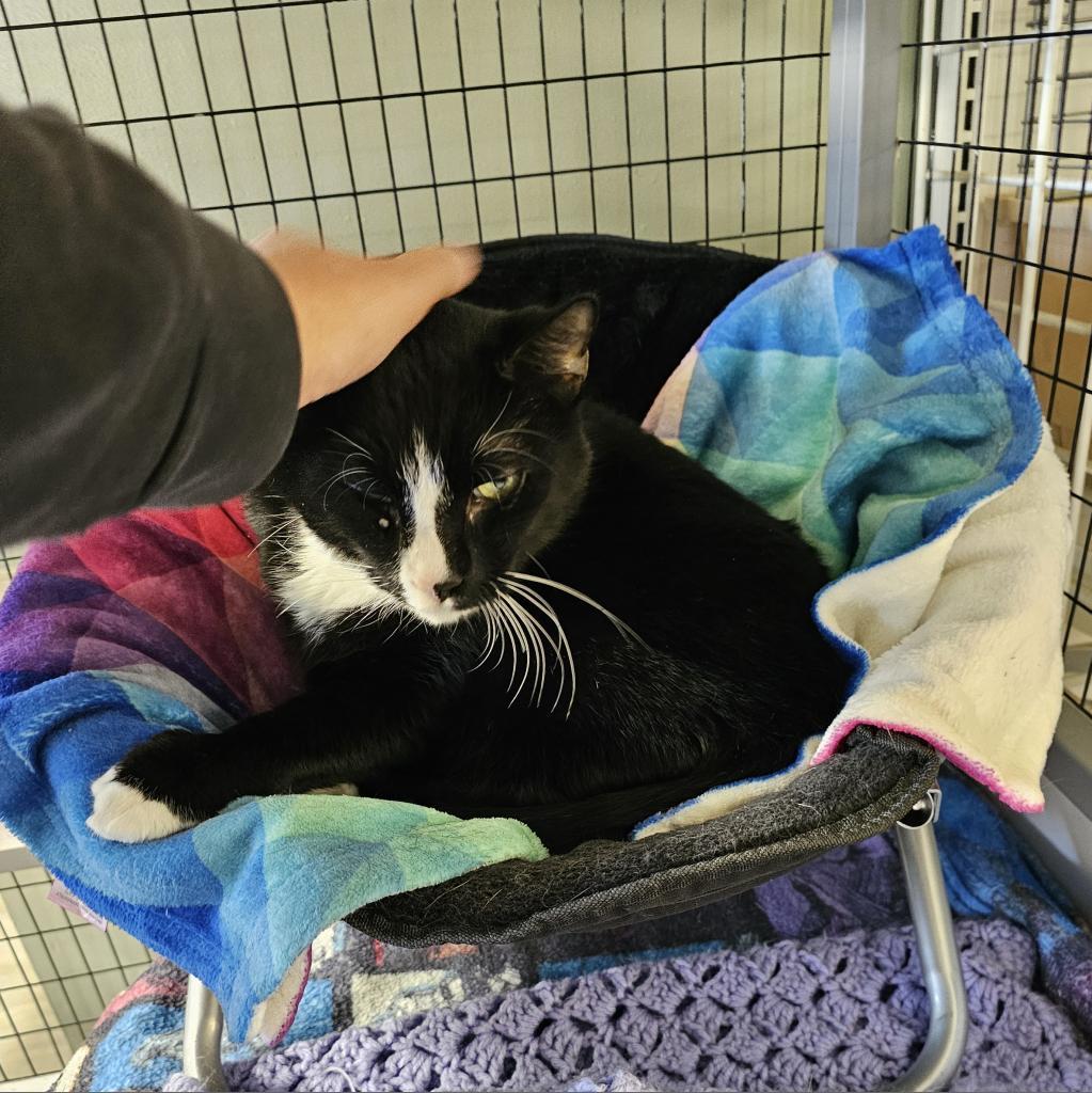 Gus, an adoptable American Shorthair, Manx in Waldorf, MD, 20604 | Photo Image 3