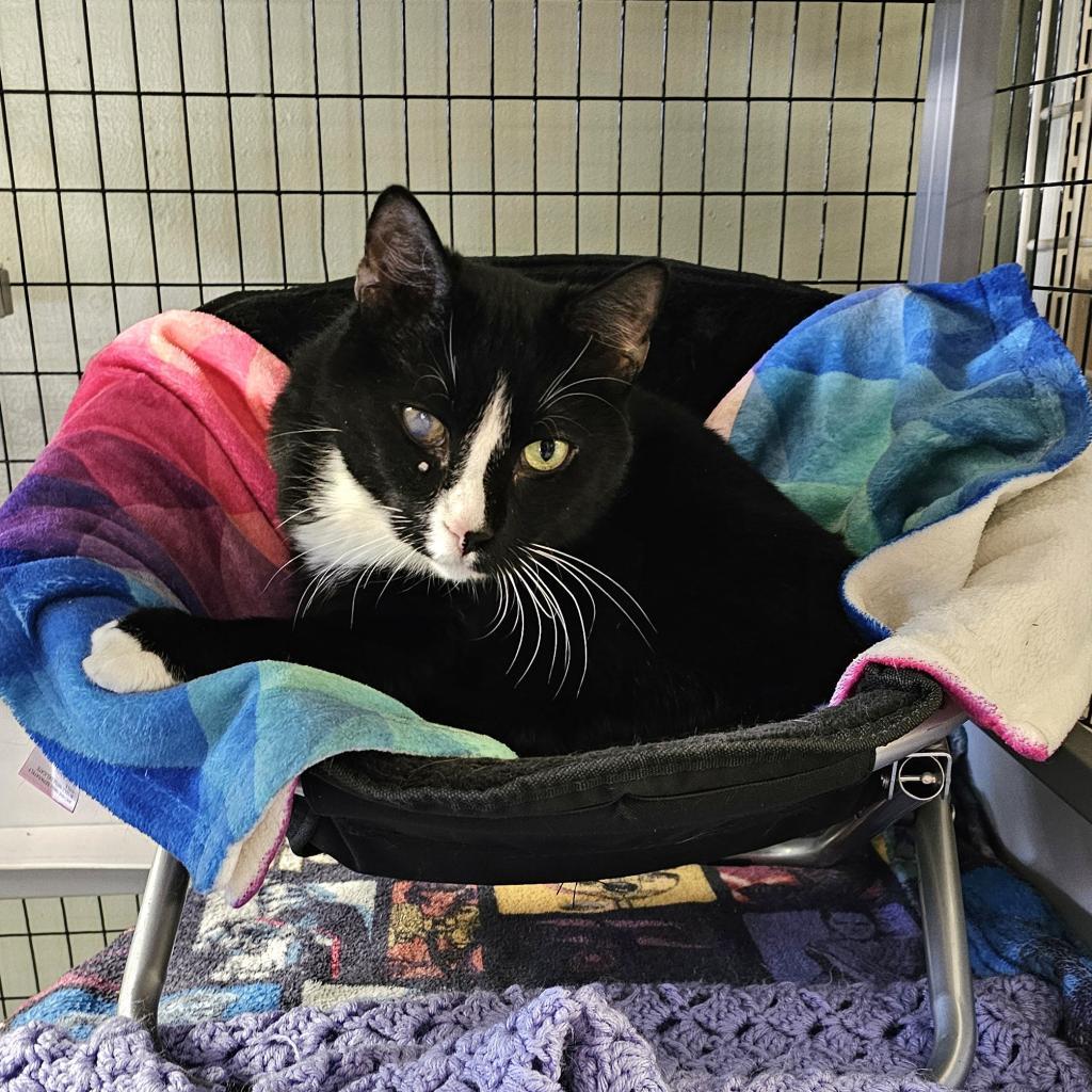 Gus, an adoptable American Shorthair, Manx in Waldorf, MD, 20604 | Photo Image 4