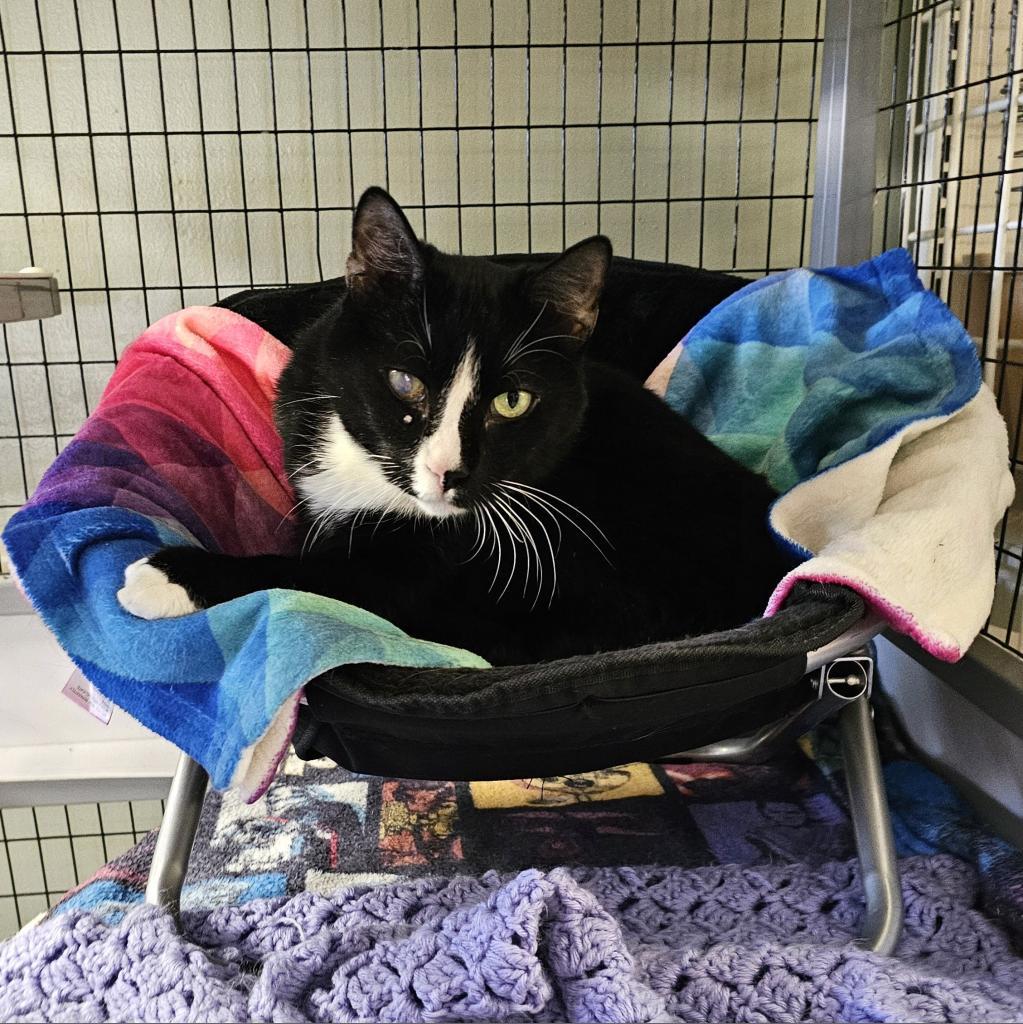 Gus, an adoptable American Shorthair, Manx in Waldorf, MD, 20604 | Photo Image 5