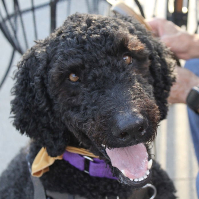 Joseph, an adoptable Standard Poodle in Fargo, ND, 58103 | Photo Image 1