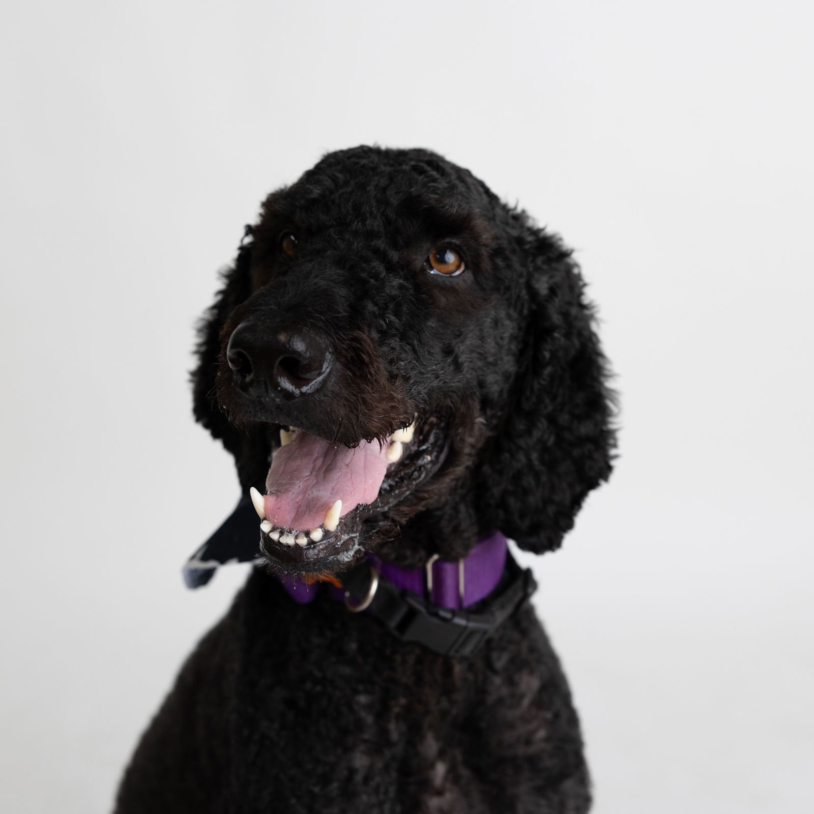 Joseph, an adoptable Standard Poodle in Fargo, ND, 58103 | Photo Image 2