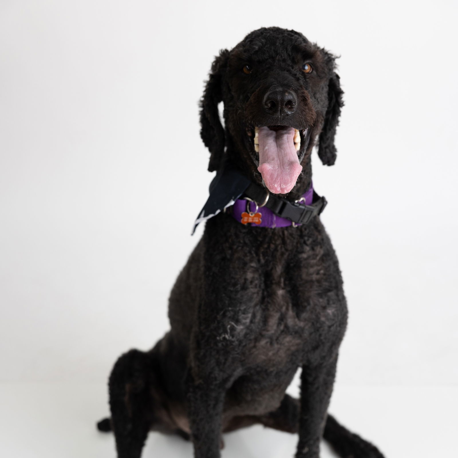 Joseph, an adoptable Standard Poodle in Fargo, ND, 58103 | Photo Image 3