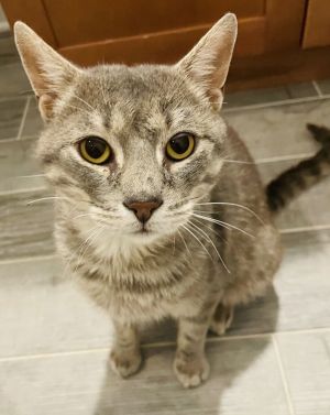 Silk, Young Male Domestic Short Hair