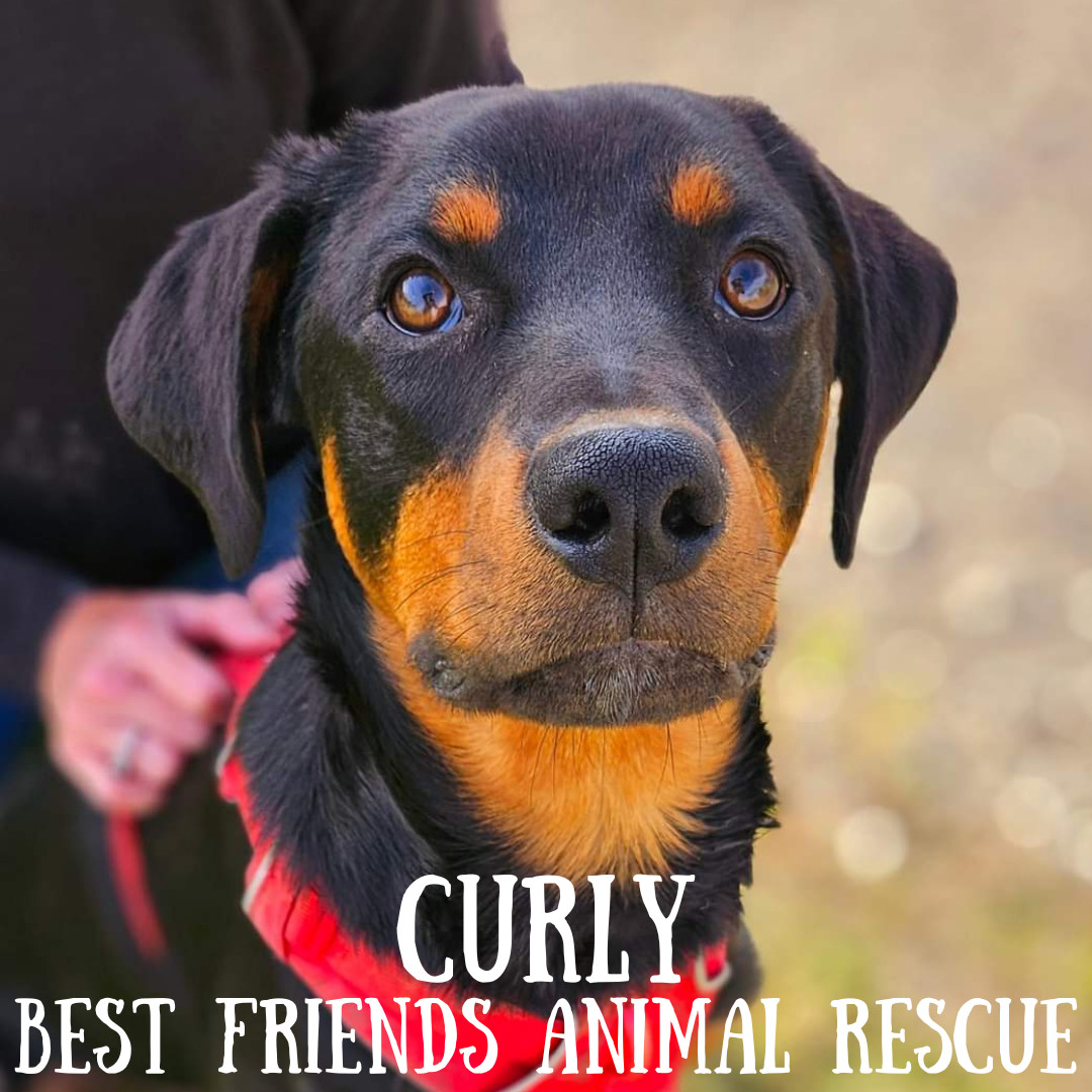 Curly, an adoptable Rottweiler in Wasilla, AK, 99654 | Photo Image 1