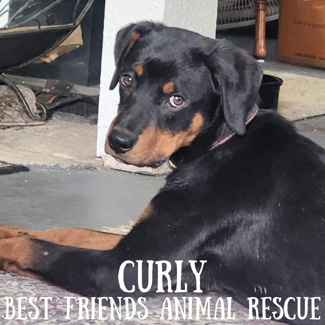 Curly, an adoptable Rottweiler in Wasilla, AK, 99654 | Photo Image 2