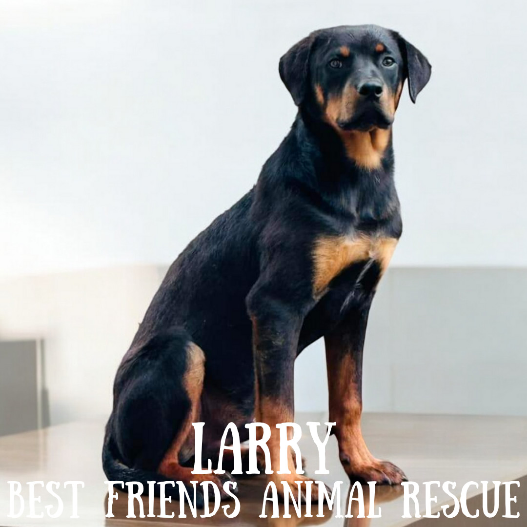 Larry, an adoptable Rottweiler in Wasilla, AK, 99654 | Photo Image 1