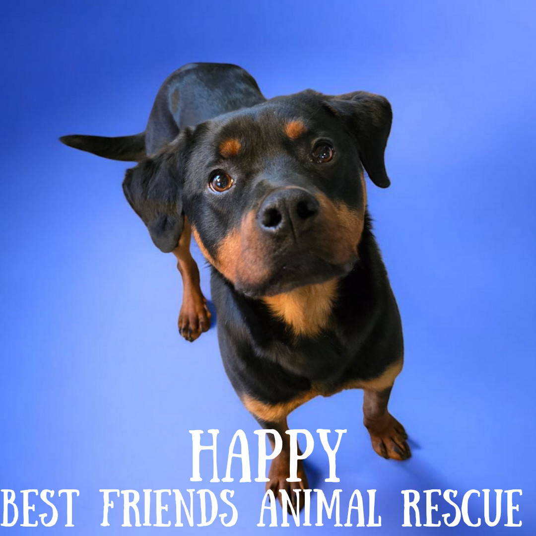 Happy, an adoptable Rottweiler in Wasilla, AK, 99654 | Photo Image 1