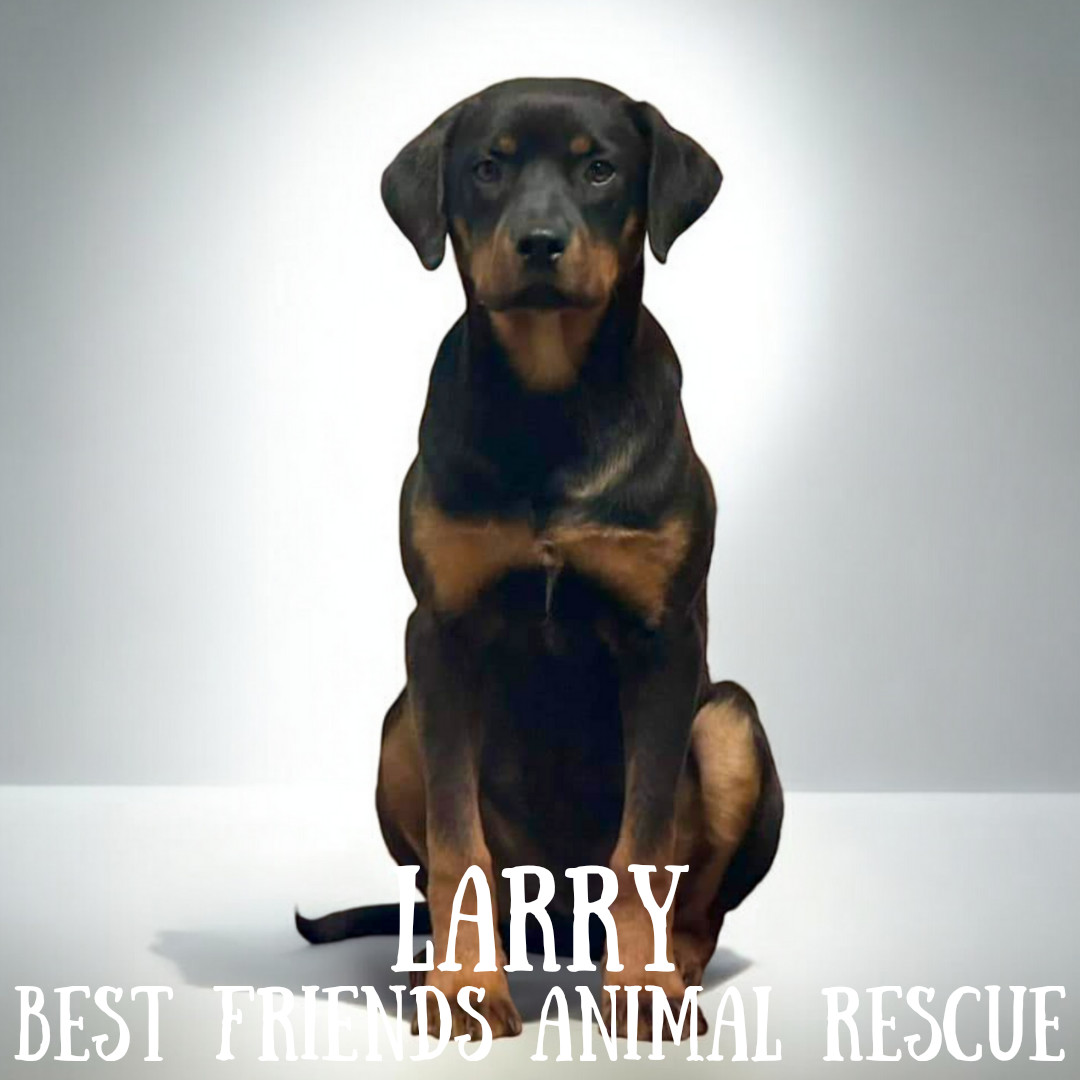 Larry, an adoptable Rottweiler in Wasilla, AK, 99654 | Photo Image 2