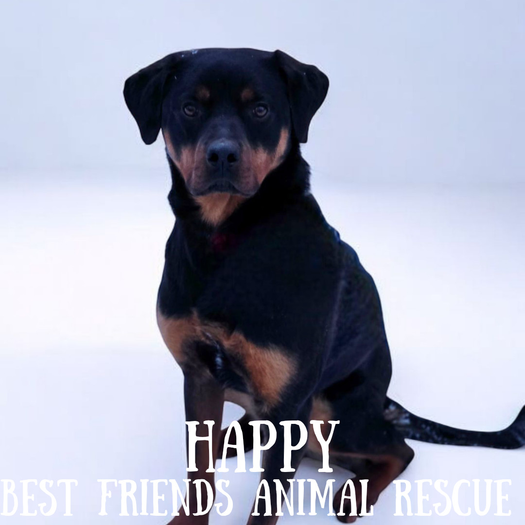 Happy, an adoptable Rottweiler in Wasilla, AK, 99654 | Photo Image 2