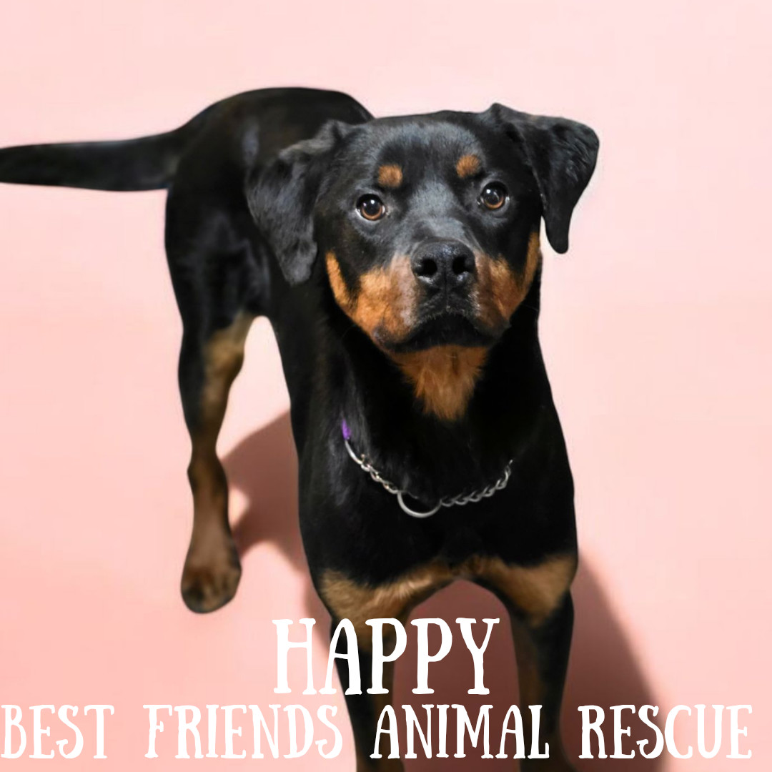 Happy, an adoptable Rottweiler in Wasilla, AK, 99654 | Photo Image 3