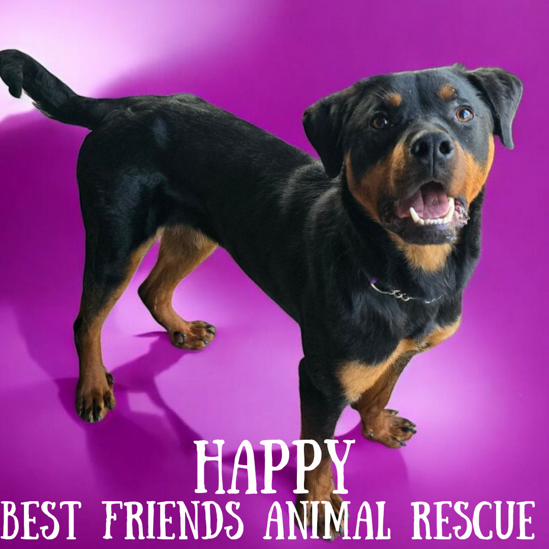Happy, an adoptable Rottweiler in Wasilla, AK, 99654 | Photo Image 4