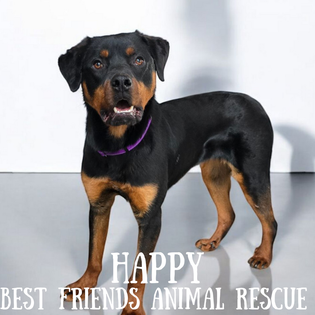 Happy, an adoptable Rottweiler in Wasilla, AK, 99654 | Photo Image 5
