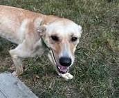 Alice Ann, an adoptable Whippet, Labrador Retriever in Libby, MT, 59923 | Photo Image 1