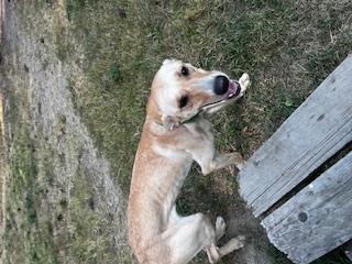 Alice Ann, an adoptable Whippet, Labrador Retriever in Libby, MT, 59923 | Photo Image 2