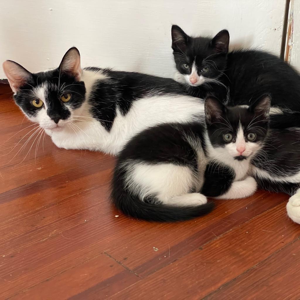 Momma Moo (bonded with Mini Moo)