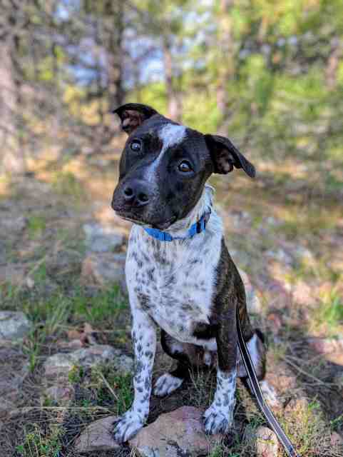 Tex, an adoptable Australian Cattle Dog / Blue Heeler, Mixed Breed in Pagosa Springs, CO, 81147 | Photo Image 2